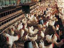 淺談雞病與環(huán)境的關(guān)系！