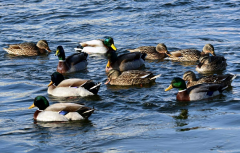 鴨子不停的擺頭，抖震、勾背的病因