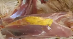 現(xiàn)在青年雞最嚴重的是什么？