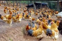 雞咳嗽、呼嚕、甩鼻怎么辦？