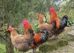 呼吸道看似小病，但是引起后期消瘦，采食下降