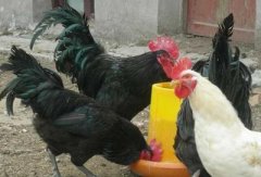 肉雞現(xiàn)在行情還算不錯(cuò)，可是這個(gè)腺肌胃炎出現(xiàn)