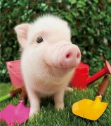 豬嘔吐都是什么原因?qū)е碌?，簡單通俗的告訴你