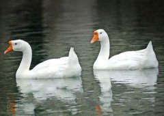 養(yǎng)鵝禁忌有哪些？看看你中了幾條！