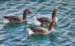 鴨子腿軟癱瘓一批鴨子出現(xiàn)兩三次這種情況！怎