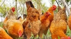 蛋雞產(chǎn)蛋過(guò)程中高峰期維持時(shí)間較短！有個(gè)妙招