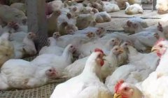 現(xiàn)在這個(gè)季節(jié)肉雞無法掙到錢？腺肌胃炎越來越