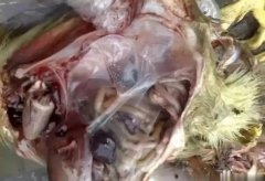 黃病毒在南方各個(gè)地區(qū)多發(fā)，這里帶你了解黃病