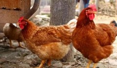 家禽由于溫差大，通風(fēng)不良導(dǎo)致咳嗽呼嚕呼吸道