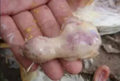 肉雞最頭疼的還是腺肌胃炎，到底該怎么解決？