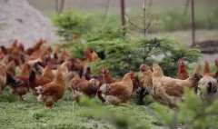 養(yǎng)雞冬天你不注重呼吸道疾?。磕强删凸μ澮缓? /></a>
                                                        </div>
                                                    </div>
                                                    <div   id=