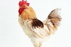 肉雞常見呼吸道病的發(fā)病原因？