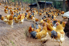 家禽夏季熱應(yīng)激拉稀腸道菌群失調(diào)！