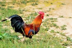 養(yǎng)雞·為什么雞呼吸道問題會反復？