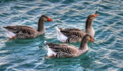 怎么避免鵝痛風癥（答案全在這）！