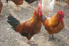 滑液囊支原體病程長，籠養(yǎng)雞不易被發(fā)現(xiàn)，經(jīng)常