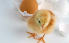 雞為什么會(huì)吐水？