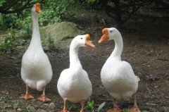 怎么治療鵝痛風(fēng)問(wèn)題？快進(jìn)來(lái)看看！