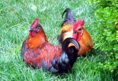 聽(tīng)說(shuō)現(xiàn)在球蟲(chóng)發(fā)病率極高！傷亡也會(huì)出現(xiàn)！