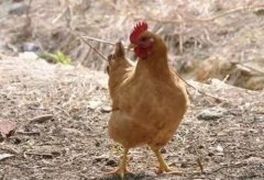 大腸桿菌能引發(fā)哪些疾??？（保存收藏）