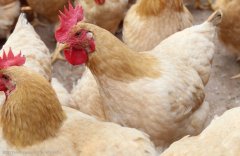 注意，肉雞呼吸道疾病這些聲音信號！