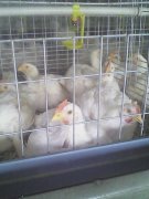 肉雞腺肌胃炎高發(fā)，養(yǎng)雞人認(rèn)真看完這篇文章，