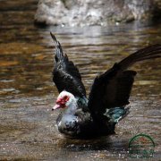 為什么養(yǎng)殖番鴨別人賺錢你卻折本？問題就出在