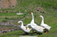 這個(gè)階段鵝最怕呼吸道，如果稍不注意，損失就