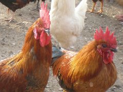 聽說現(xiàn)在球蟲發(fā)病率極高！傷亡也會出現(xiàn)！