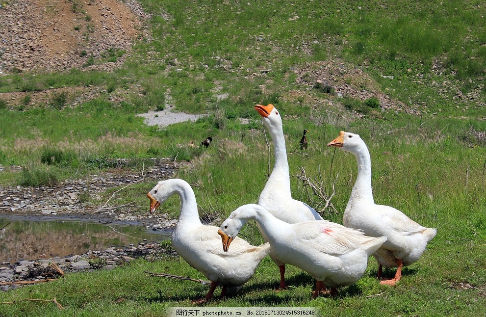 雛鵝為什么會互相啄毛？怎么解決？