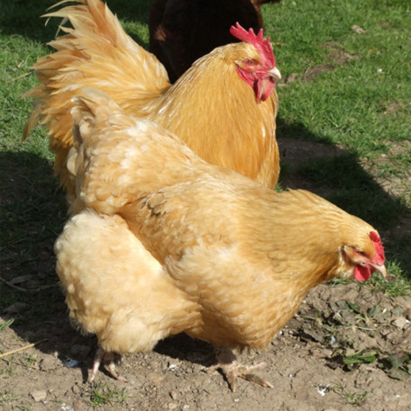 各種雞糞預(yù)示著什么疾??？（疾病技術(shù)）