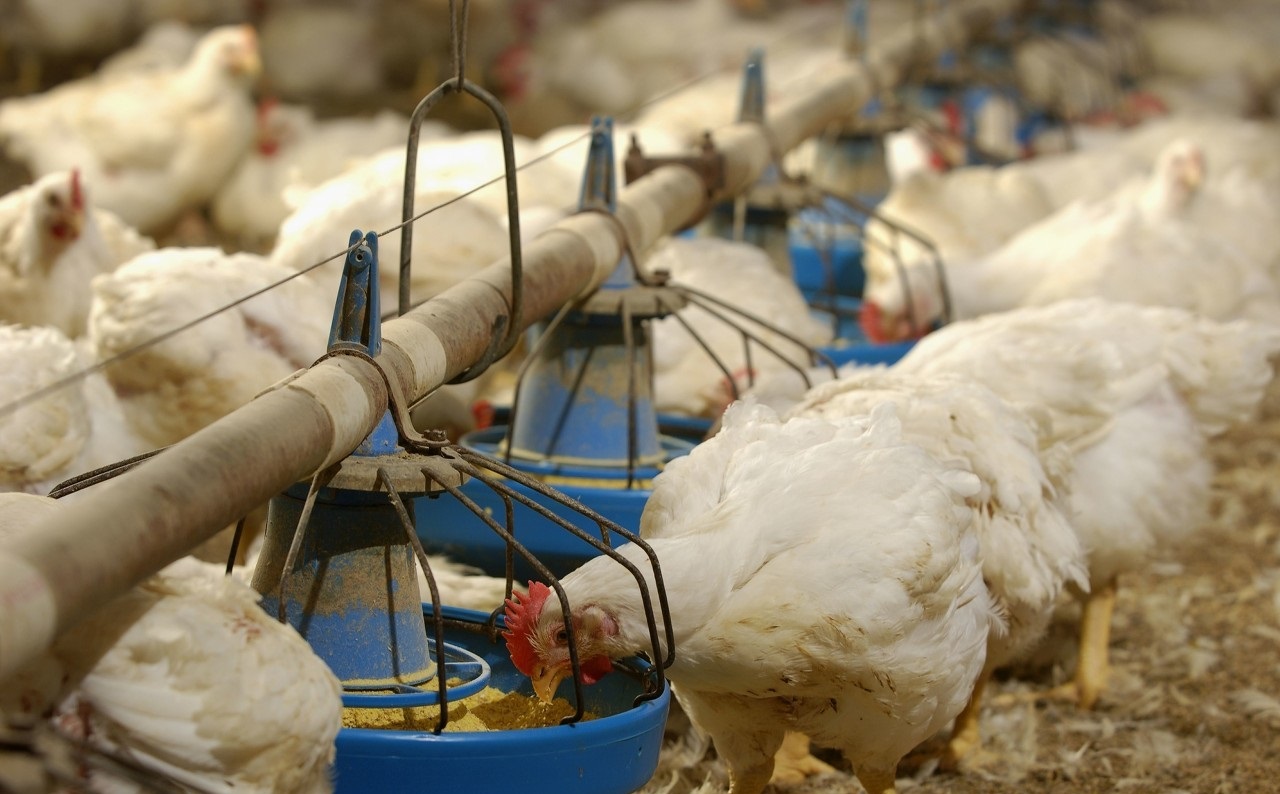 注意，肉雞呼吸道疾病這些聲音信號！