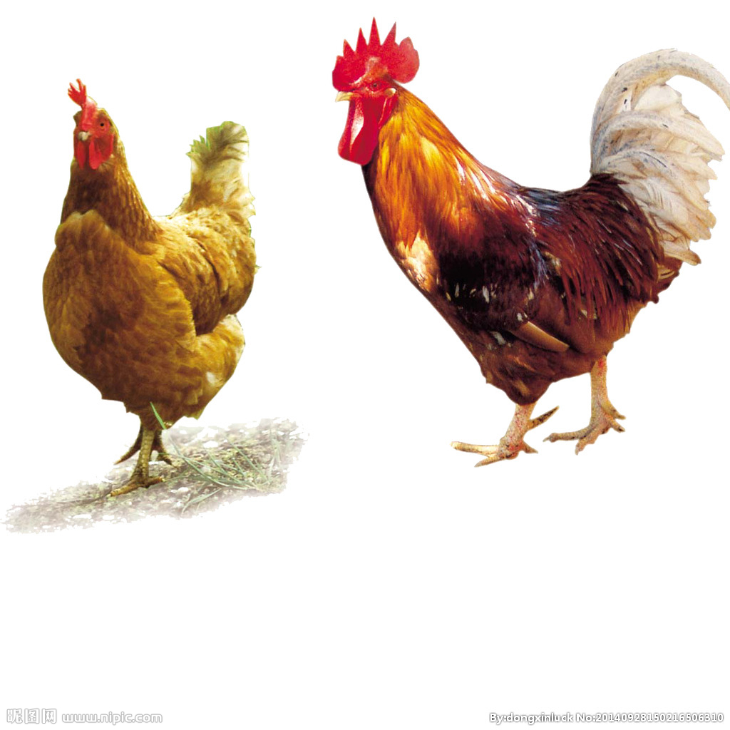  提高肉鴨養(yǎng)殖效益！這八個(gè)飼養(yǎng)管理要注意了?。夹g(shù)） 